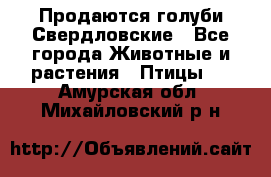 Продаются голуби Свердловские - Все города Животные и растения » Птицы   . Амурская обл.,Михайловский р-н